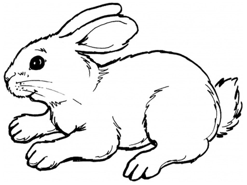 rabbit-drawing-clipart-1