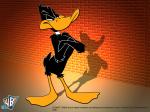 daffy duck wallpaper 800